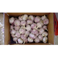 Tipo de ajo y fresco estilo Fresh Crop Garlic